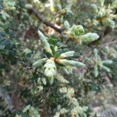 Monotoca elliptica at Royal National Park, NSW - 22 Jul 2024