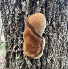 Unidentified Other fungi on wood at Alexandra Hills, QLD - 26 Jul 2024 by Clarel