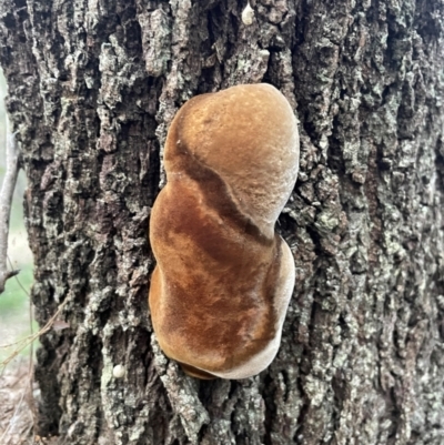 Phellinus sp. (non-resupinate) (A polypore) at Alexandra Hills, QLD - 26 Jul 2024 by Clarel