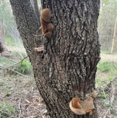 Phellinus sp. (non-resupinate) at Alexandra Hills, QLD - 26 Jul 2024 04:35 PM