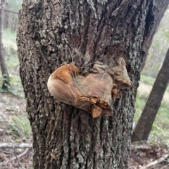 Phellinus sp. (non-resupinate) at Alexandra Hills, QLD - 26 Jul 2024 04:35 PM