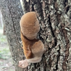 Phellinus sp. (non-resupinate) at Alexandra Hills, QLD - 26 Jul 2024 04:35 PM