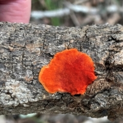 Unidentified Other fungi on wood at Alexandra Hills, QLD - 26 Jul 2024 by Clarel
