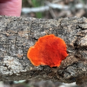 Trametes coccinea at Alexandra Hills, QLD - 26 Jul 2024 04:33 PM