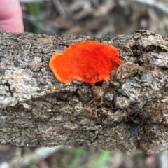 Trametes coccinea at Alexandra Hills, QLD - 26 Jul 2024 04:33 PM