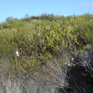 Epacris longiflora at Royal National Park, NSW - 20 Jul 2024