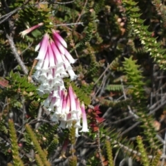 Epacris longiflora at Royal National Park, NSW - 20 Jul 2024 10:20 AM