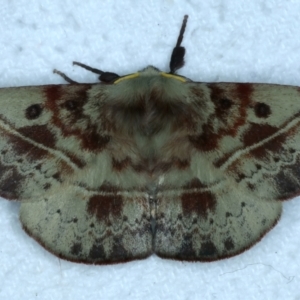 Anthela acuta at Rosedale, NSW - 25 Jul 2024 09:16 PM