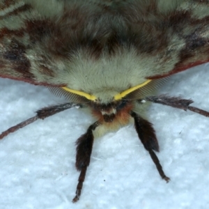 Anthela acuta at Rosedale, NSW - 25 Jul 2024 09:16 PM