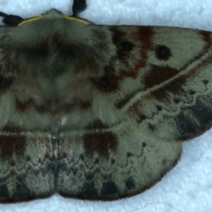 Anthela acuta at Rosedale, NSW - 25 Jul 2024 09:16 PM