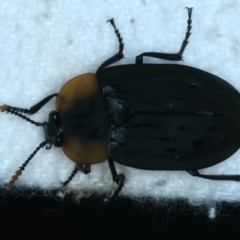 Diamesus osculans at Rosedale, NSW - 25 Jul 2024 by jb2602