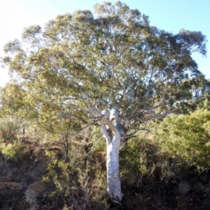 Eucalyptus rossii (Inland Scribbly Gum) at Kambah, ACT by HelenCross