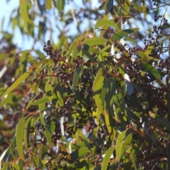 Eucalyptus rossii at Kambah, ACT - 26 Jul 2024