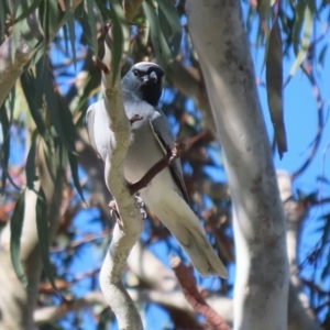 Coracina novaehollandiae at Fyshwick, ACT - 26 Jul 2024