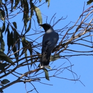 Coracina novaehollandiae at Fyshwick, ACT - 26 Jul 2024