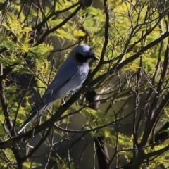 Coracina novaehollandiae at Fyshwick, ACT - 26 Jul 2024