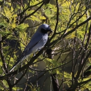 Coracina novaehollandiae at Fyshwick, ACT - 26 Jul 2024