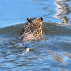 Hydromys chrysogaster (Rakali or Water Rat) at Fyshwick, ACT - 26 Jul 2024 by RodDeb