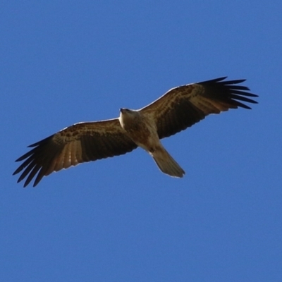 Haliastur sphenurus (Whistling Kite) at Fyshwick, ACT - 26 Jul 2024 by RodDeb