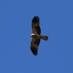 Haliastur sphenurus at Fyshwick, ACT - 26 Jul 2024