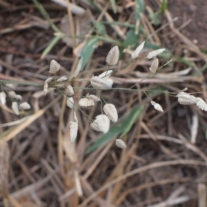 Eragrostis unioloides at Darwin River, NT - 24 May 2024 09:15 AM