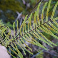 Gleichenia rupestris at Bulee, NSW - 24 Jul 2024