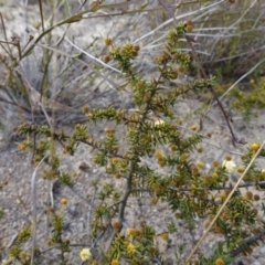 Acacia ulicifolia at Sassafras, NSW - 16 Aug 2023 by RobG1