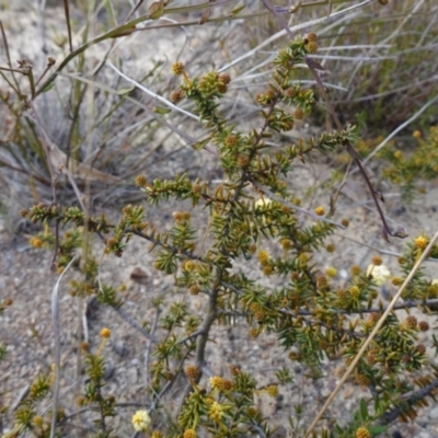 Acacia ulicifolia at Sassafras, NSW - 16 Aug 2023 by RobG1