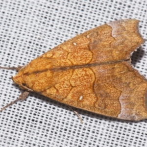 Unidentified Noctuoid moth (except Arctiinae) at Sheldon, QLD by PJH123