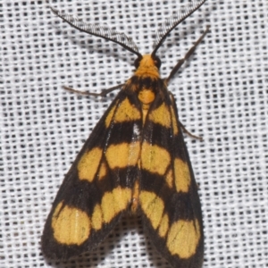 Unidentified Tiger moth (Arctiinae) at Sheldon, QLD by PJH123