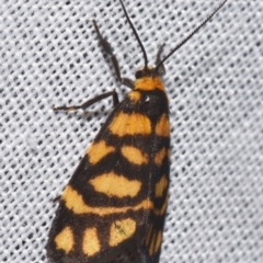 Asura lydia (Lydia Lichen Moth) at Sheldon, QLD - 8 Mar 2024 by PJH123