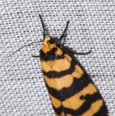 Unidentified Tiger moth (Arctiinae) at Sheldon, QLD - 8 Mar 2024 by PJH123