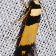 Unidentified Curved-horn moth (all Gelechioidea except Oecophoridae) at Sheldon, QLD - 8 Mar 2024 by PJH123