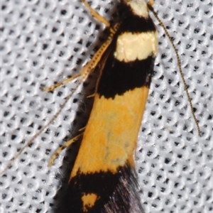 Cosmopterigidae (family) undescribed species at Sheldon, QLD - suppressed