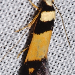 Cosmopterigidae (family) undescribed species at Sheldon, QLD - 8 Mar 2024