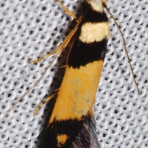 Oecophoridae (family) at Sheldon, QLD - 8 Mar 2024