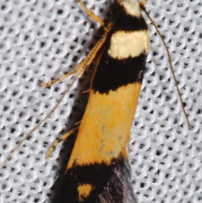 Unidentified Curved-horn moth (all Gelechioidea except Oecophoridae) at Sheldon, QLD - 8 Mar 2024 by PJH123