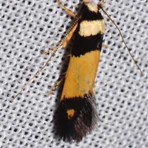 Cosmopterigidae (family) undescribed species at Sheldon, QLD - 8 Mar 2024