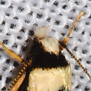 Cosmopterigidae (family) undescribed species at Sheldon, QLD - 8 Mar 2024