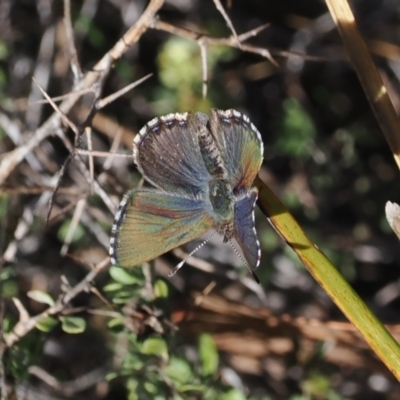 Paralucia crosbyi (Violet Copper Butterfly) by RAllen