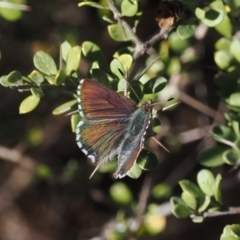 Paralucia crosbyi (Violet Copper Butterfly) at Rendezvous Creek, ACT - 26 Jul 2024 by RAllen