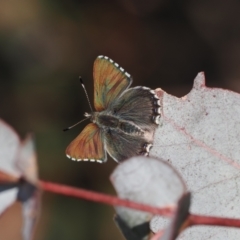 Paralucia crosbyi (Violet Copper Butterfly) at Rendezvous Creek, ACT - 26 Jul 2024 by RAllen