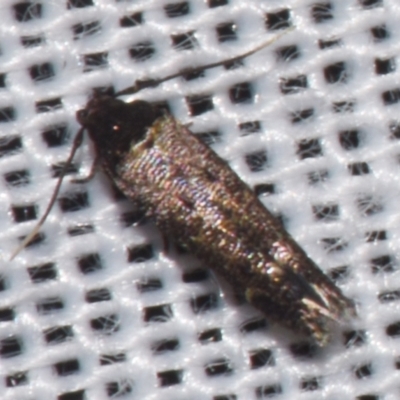 Scythrididae (family) at Sheldon, QLD - 9 Mar 2024 by PJH123