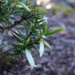 Styphelia sieberi at Wingello, NSW - 21 Jul 2024 by RobG1