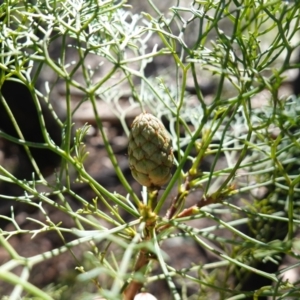 Petrophile pedunculata at Wingello, NSW - 21 Jul 2024