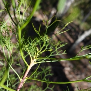 Petrophile pedunculata at Wingello, NSW - suppressed