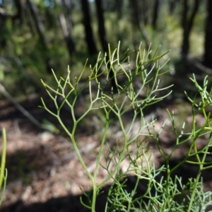 Petrophile pedunculata at Wingello, NSW - suppressed