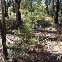 Petrophile pedunculata at Wingello, NSW - 21 Jul 2024