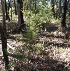 Petrophile pedunculata at Wingello, NSW - suppressed