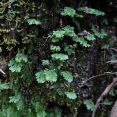 Hymenophyllum cupressiforme (Common Filmy Fern) at Wingello, NSW - 21 Jul 2024 by RobG1